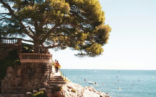 Pine tree above a rocky cove and clear sea on the Costa Brava