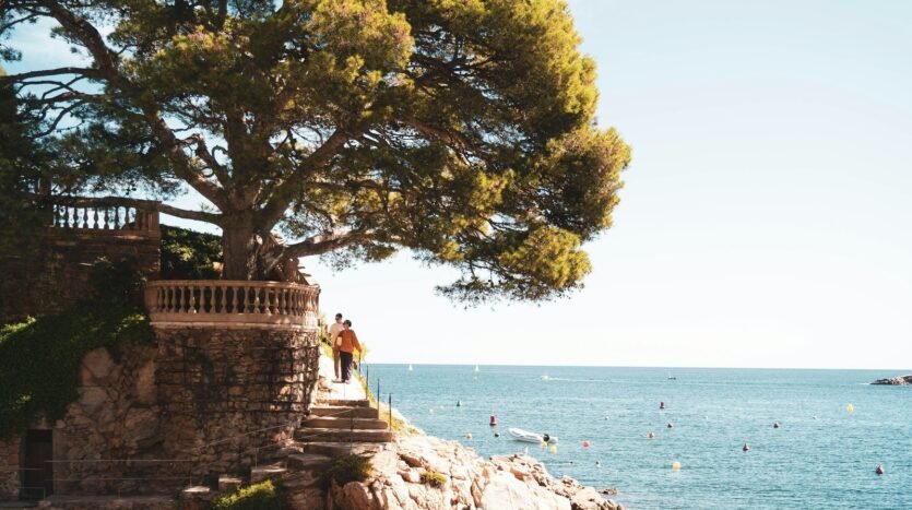 Pine tree above a rocky cove and clear sea on the Costa Brava